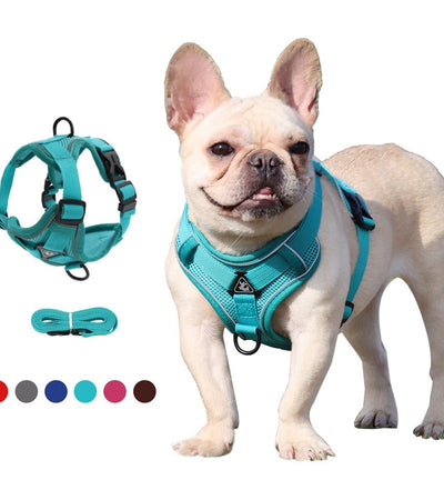 Traction Reflective Bitz Adjustable Leash - BITZ